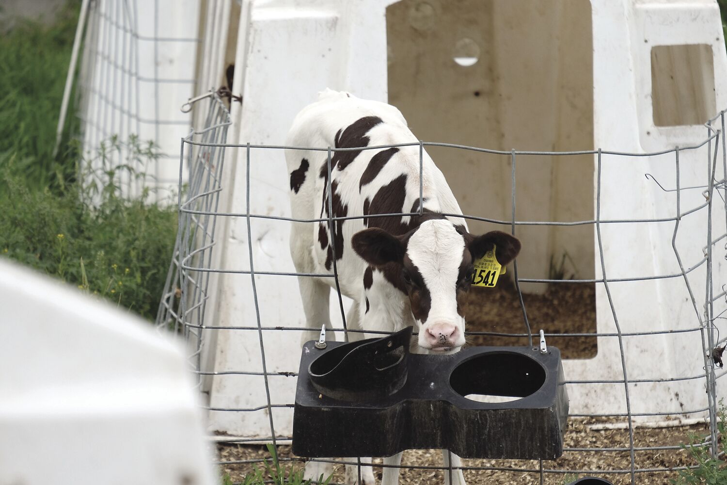 7-30-20 Naughtaveel Farm -calves 2